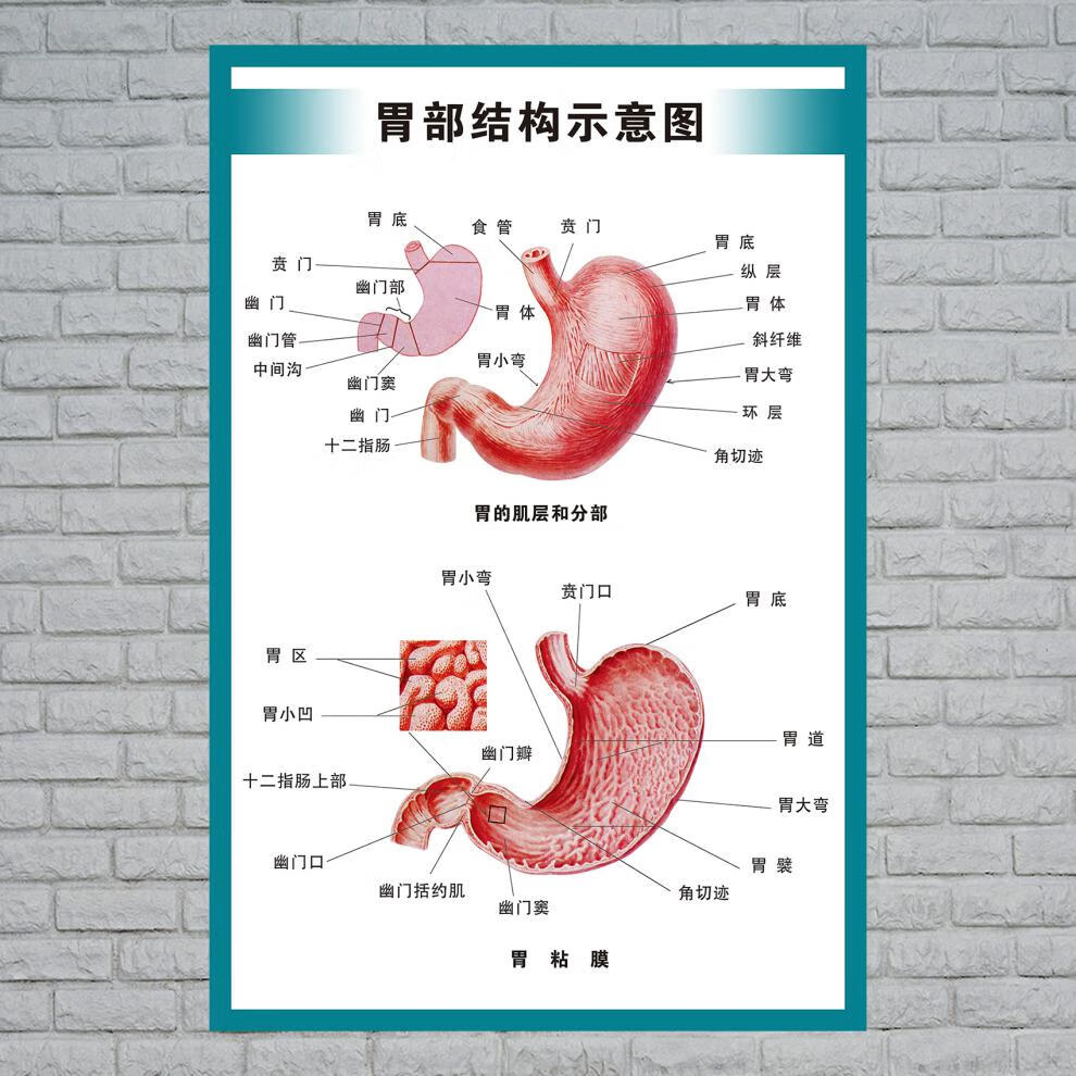 人体内脏结构图外面图片