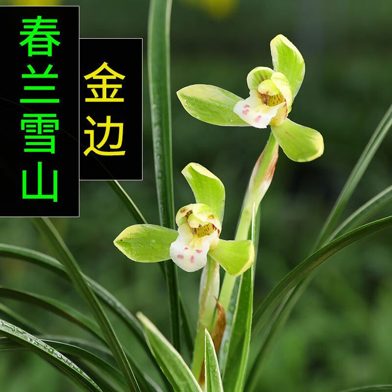 建兰兰花苗金边兰花好运来浓香室内盆栽花卉玉如意1苗新手试养