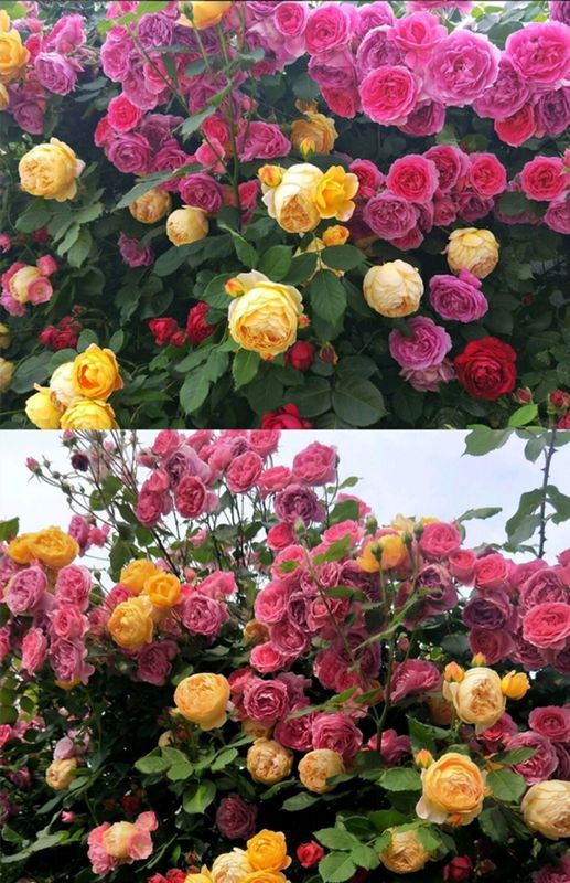 粉色龙沙宝石特大花苗庭院爬藤多蔷薇浓香四季开带花发货 红罗莎莉 不