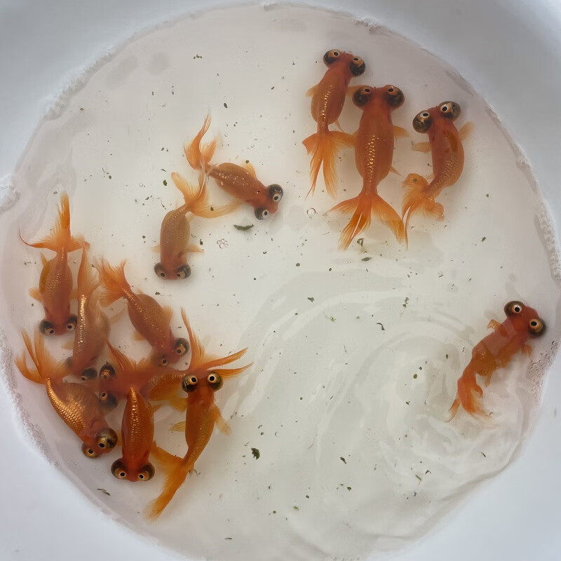 冷水鱼绣球鹤顶红黑龙狮字头三色兰寿珍珠虎头鱼好养练手 黑龙眼7-8