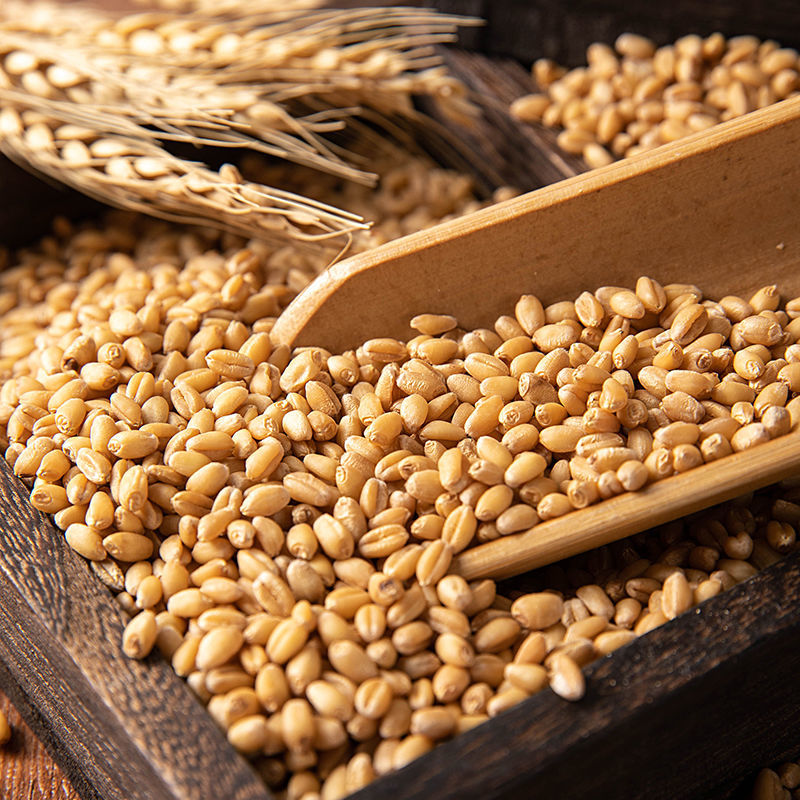 年新小麦粒麦子小麦种子草苗种子鱼饵带皮小麦苗榨汁猫草磨面 【新麦