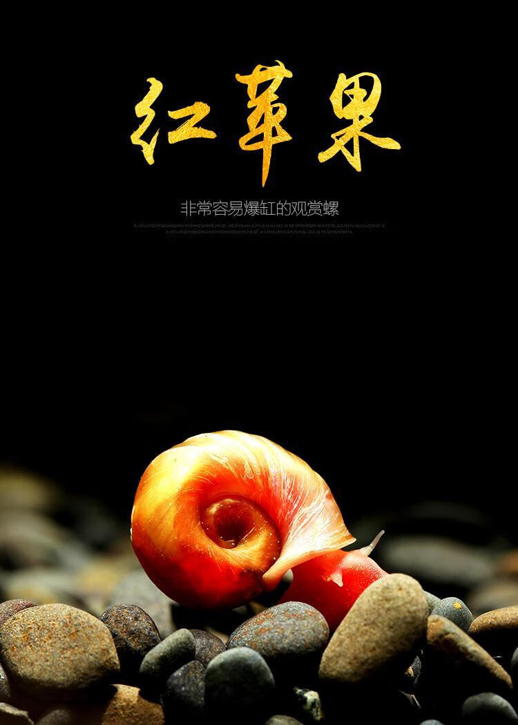 红苹果螺水草缸除藻清洁大瓶金宝螺观赏活体宠物小蜗牛淡水繁殖螺苹果