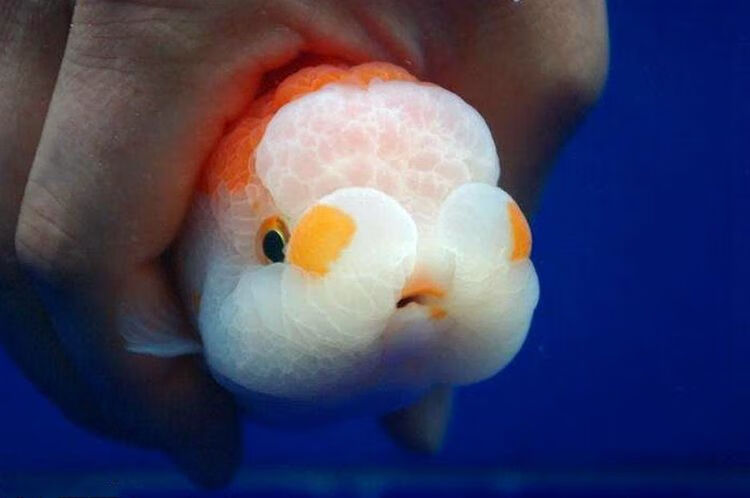 赛级兰寿金鱼活体精品观赏鱼冷淡水娃娃脸水族宠物招财鱼兰寿活鱼 11