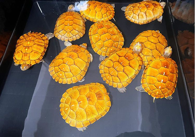 黄金招财龟招 财金钱观赏龟稀有宠物小乌龟活物吃菜龟长寿深水龟 6