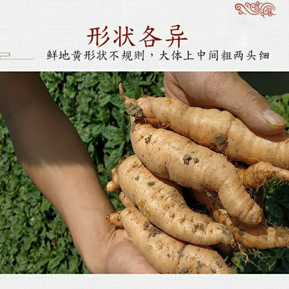 鲜地黄河南焦作怀地黄地黄根新鲜地黄种子生地黄现挖现发大个7到10个