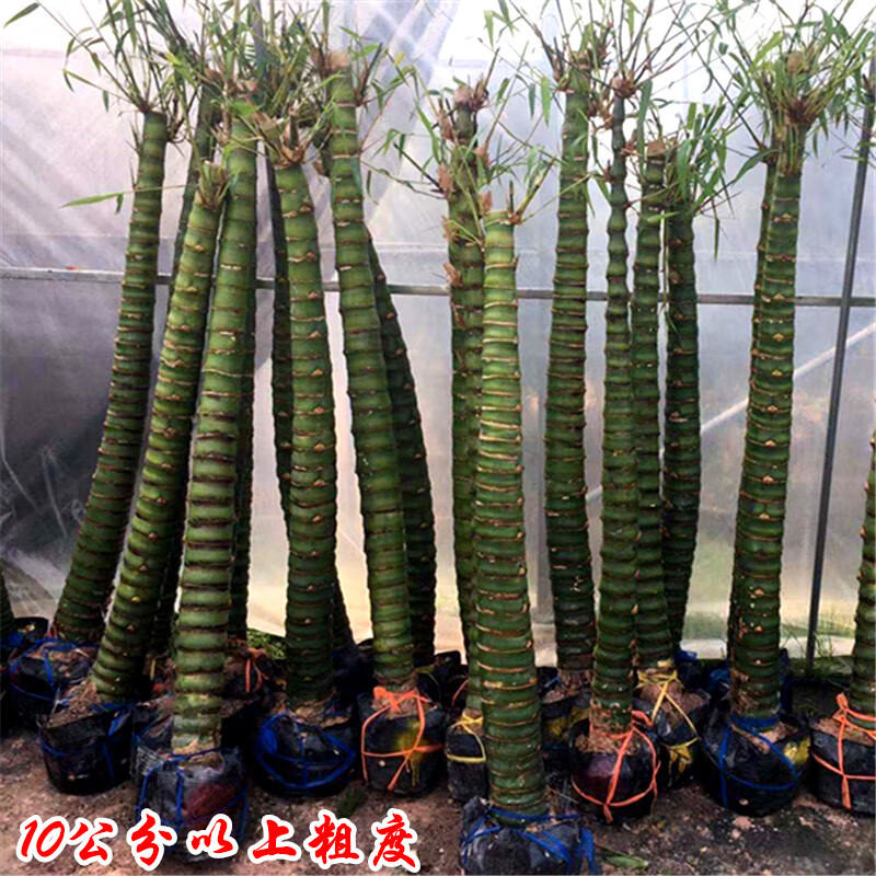 綠植花卉庭院室外大型佛肚竹盆栽羅漢竹盆栽室內觀賞竹竹子植物佛肚竹