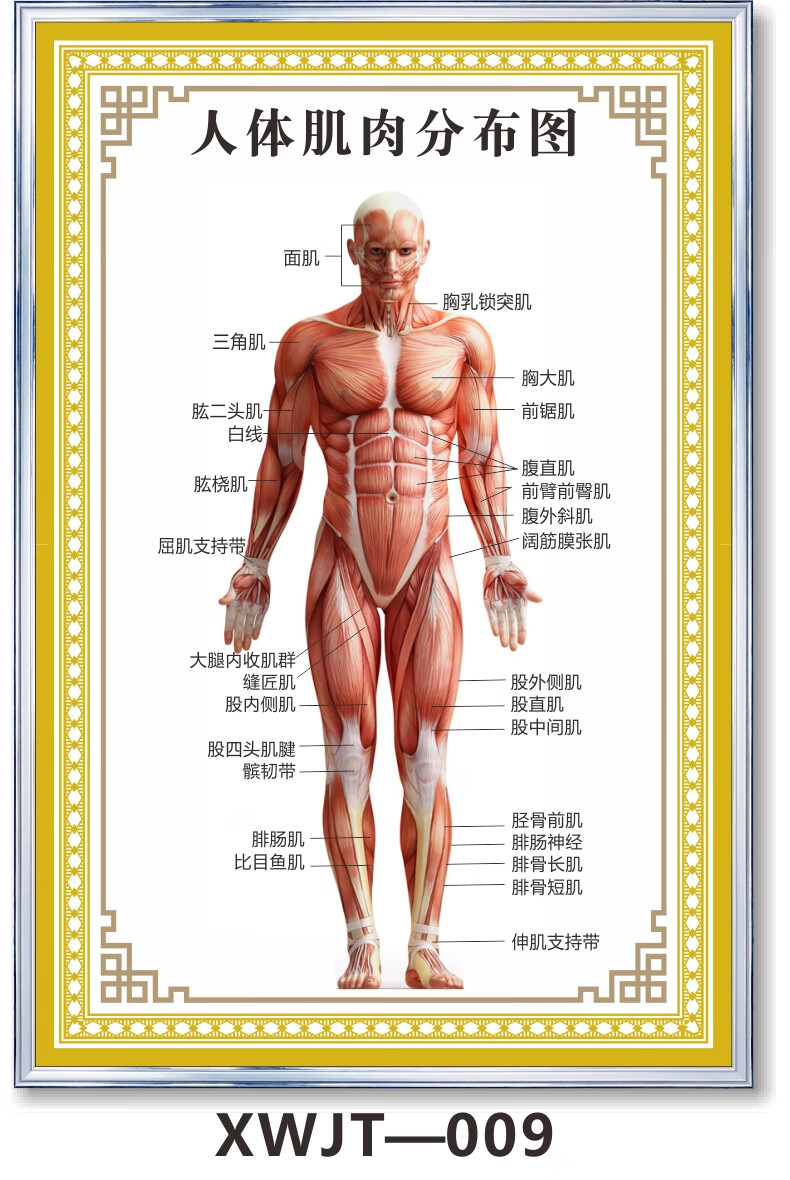 男人身体部位 构造图片