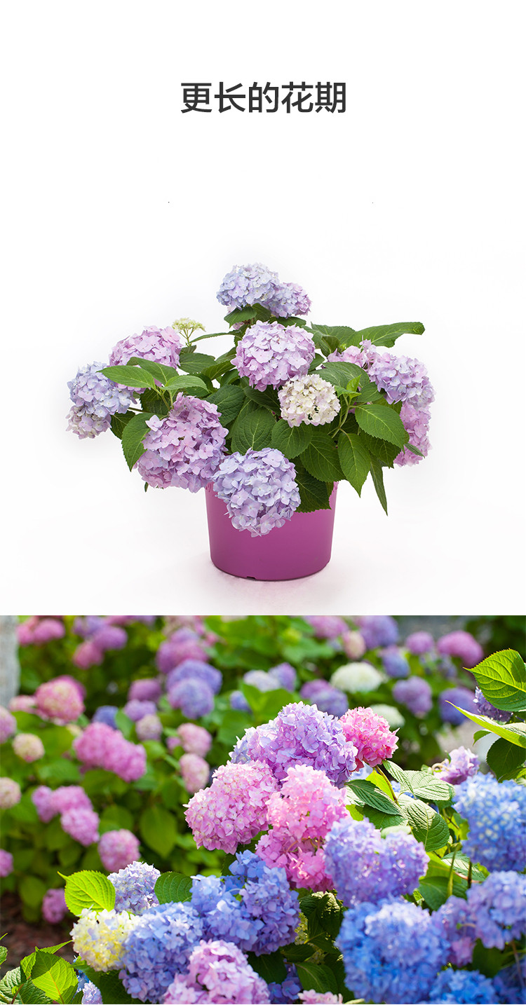 耐寒老桩无尽夏绣球花苗花卉盆栽大花室内花阳台庭院花园植物 3.