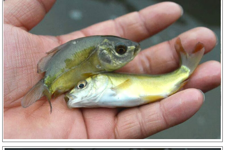 裸鲤鱼苗淡水养殖无甲鲤鱼苗活体三道鳞活鱼镇有心意好养耐活德国镜鲤