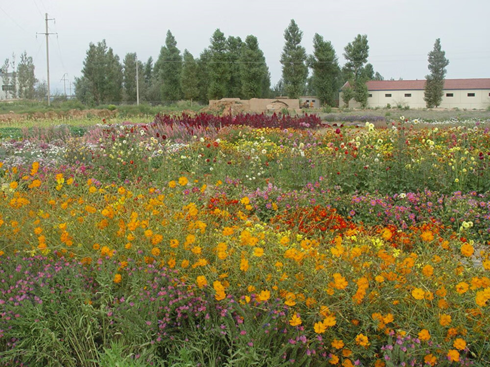 唯友weiyou耐寒花种多年生野花组合种子四季开花不断花籽庭院易种活