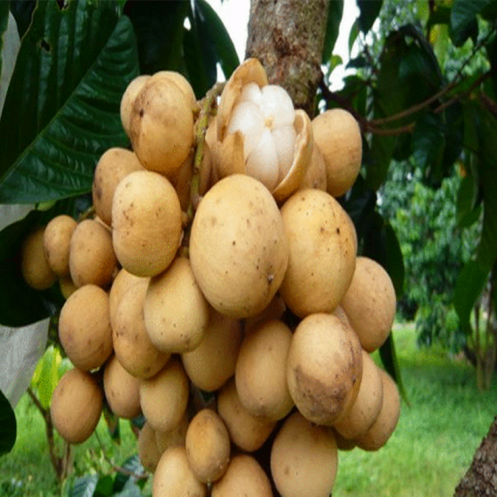 进口水果苗果树苗庭院盆栽地栽龙贡果树苗南北方种植当年结果 十二年