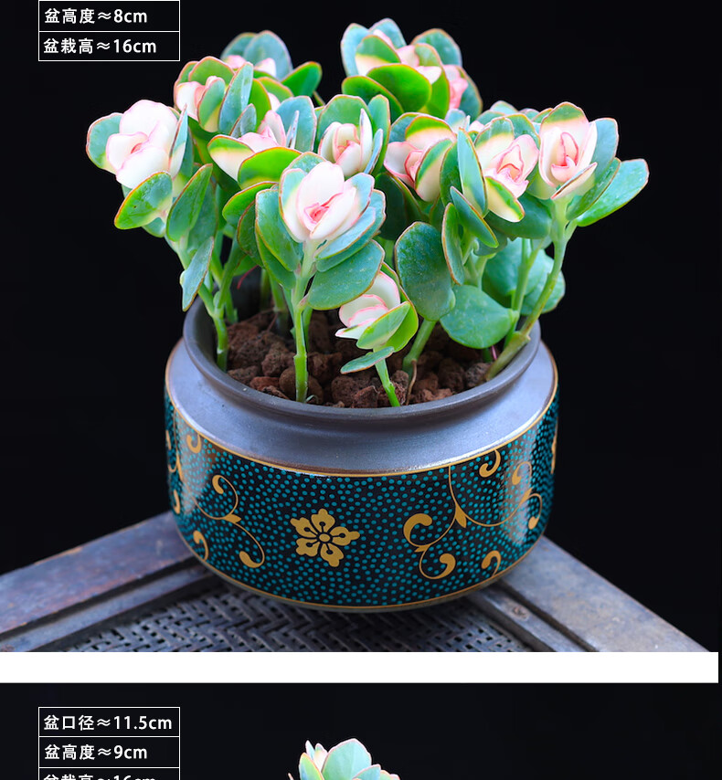 涞思芊【品质保证】贝壳锦多肉植物彩色白姬之舞多肉花卉盆栽成品栽好