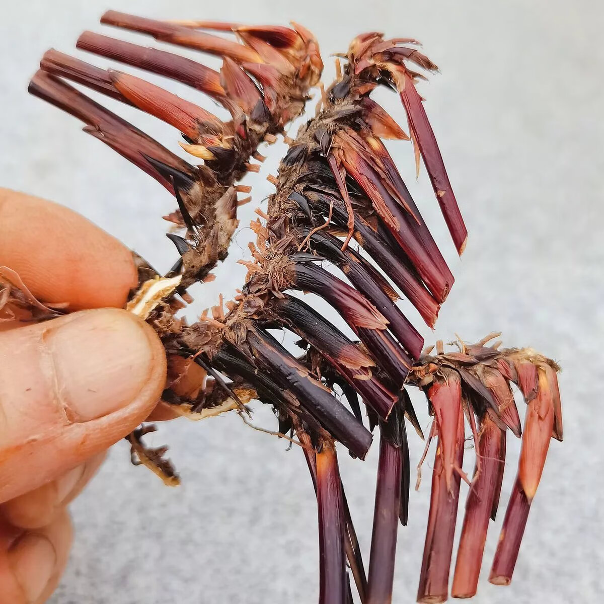 流鼻血席草根席草头li尿湿热新鲜野生草药蔺草根现采纯根止凉血鼻炎