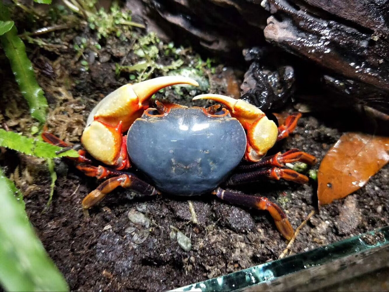 宠物蟹活体南海溪蟹蓝尖肢寄居蟹水族观赏蟹淡水蝴蝶蟹勾手蟹 蓝色