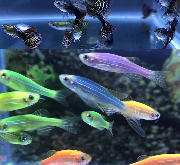 小型观赏鱼孔雀鱼活体鱼冷水热带鱼清道夫鱼好养练手鱼淡水灯科鱼