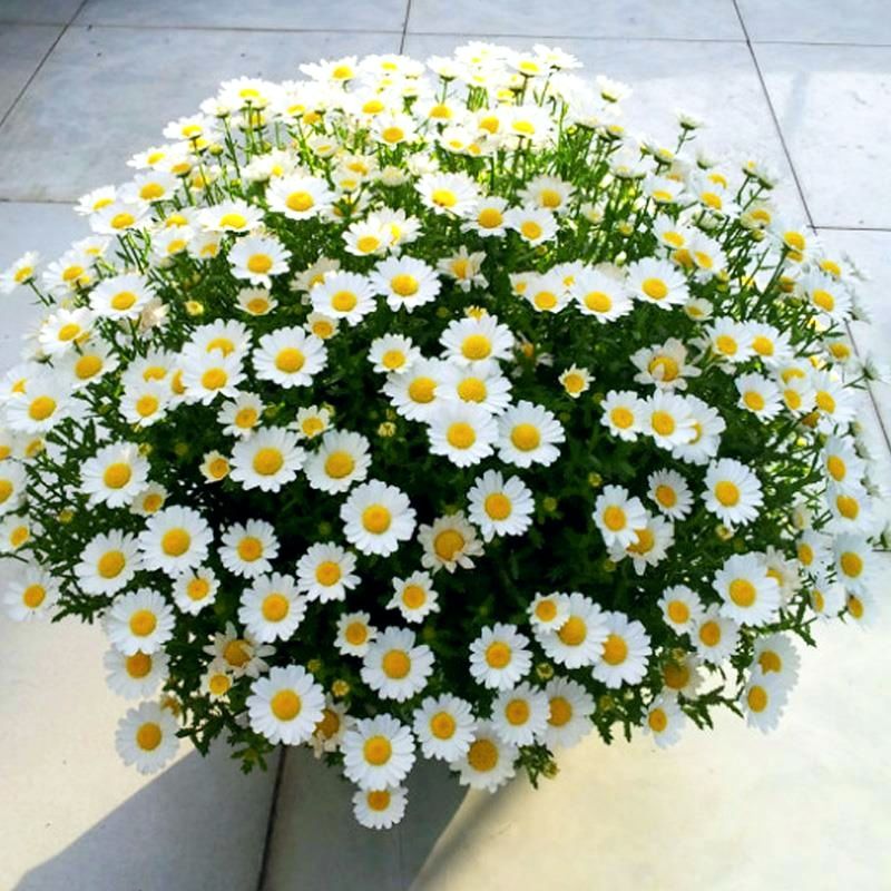 精选优质小雏菊种子盆栽小雏菊花四季常开延命菊种子种子800粒肥