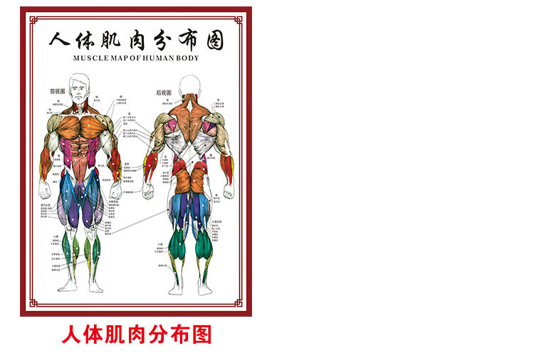 人体肌肉与骨骼分布图人体骨骼图挂图器官内脏结构图海报脊柱图解肌肉