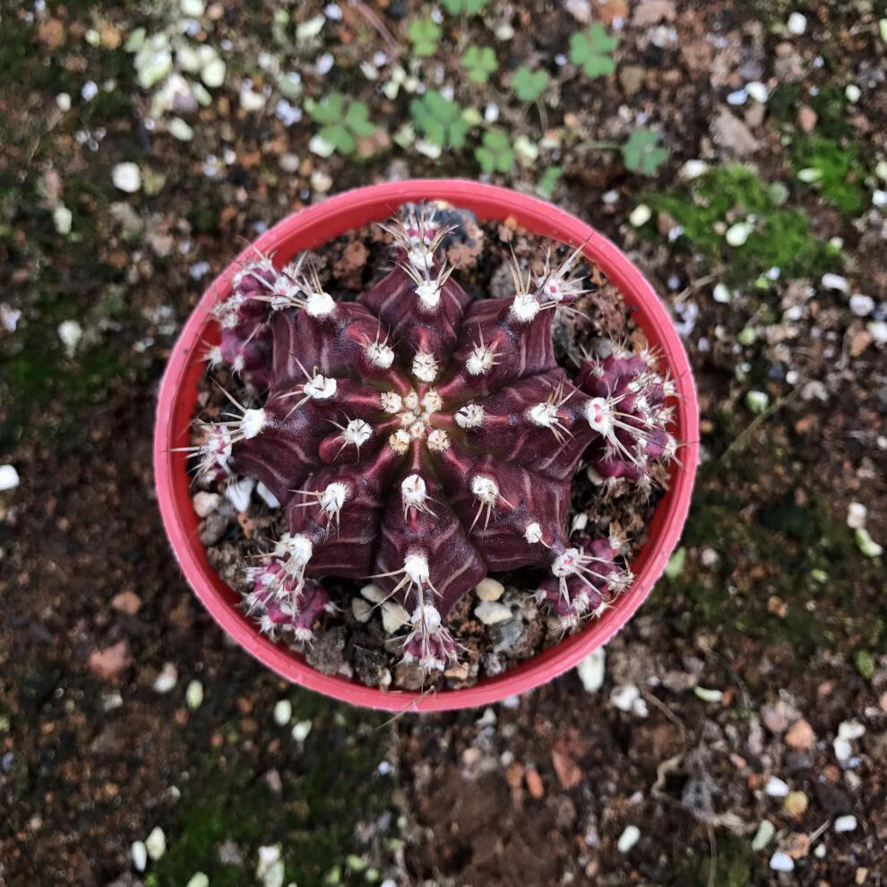 紫牡丹 仙人球群生植物盆栽黑牡丹肉肉植物绯牡丹防嫁接 紫牡丹4~5cm