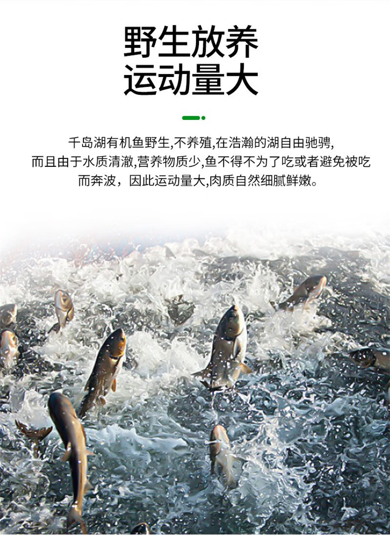 大道公正宗千島湖魚頭胖頭魚新鮮活魚鱅魚活體鮮活大頭花鰱胖頭包頭魚