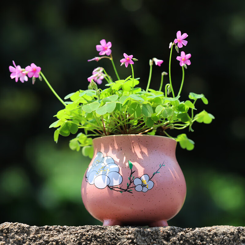紫叶酢浆草盆栽幸运草多年生花卉绿植物四季常青三叶草四叶草盆栽