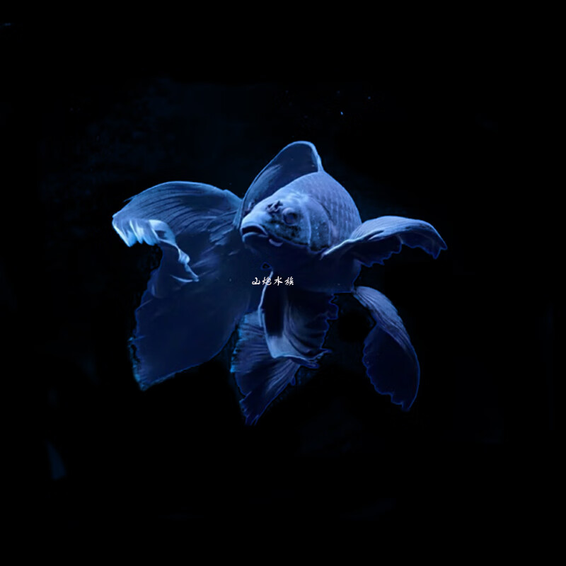 蝴蝶鲤球体贵妃白火红黄金熊猫黑色活体龙凤锦鲤淡水观赏鱼苗 {球体3