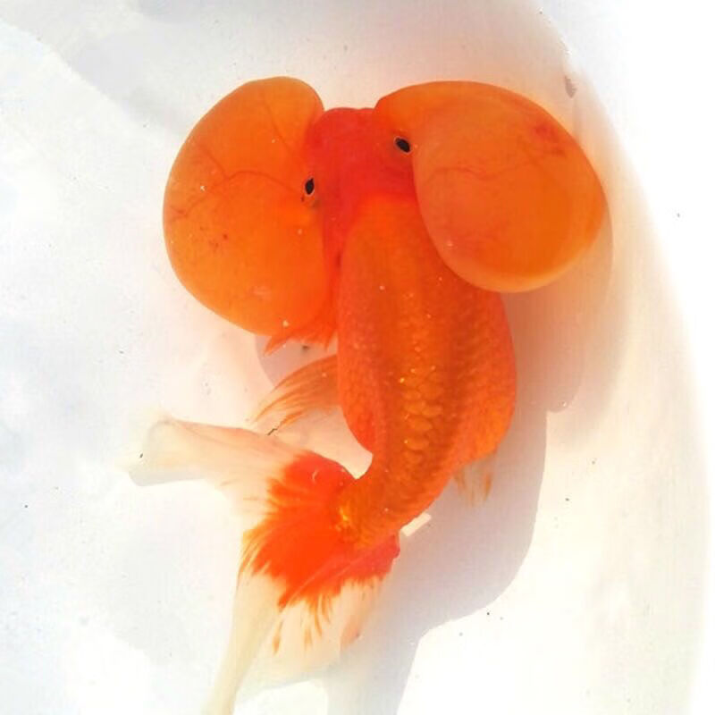 精品五花水泡金鱼活体观赏鱼苗包活练手好养水泡眼小型鱼68cm精品黑