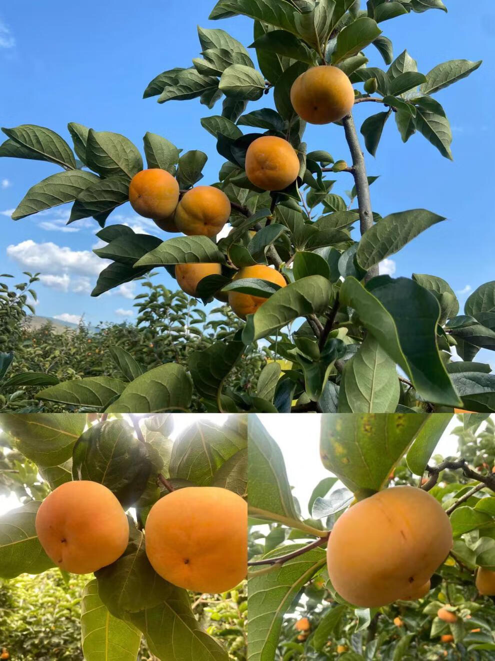 云南保山冰糖心甜脆柿子新鲜自然成熟次郎甜脆柿水果精选大果 10斤