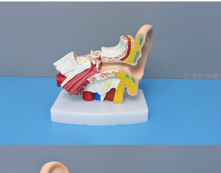 涓涓细语 耳朵模型人体耳部解剖结构放大耳道采耳儿童五官医学教学