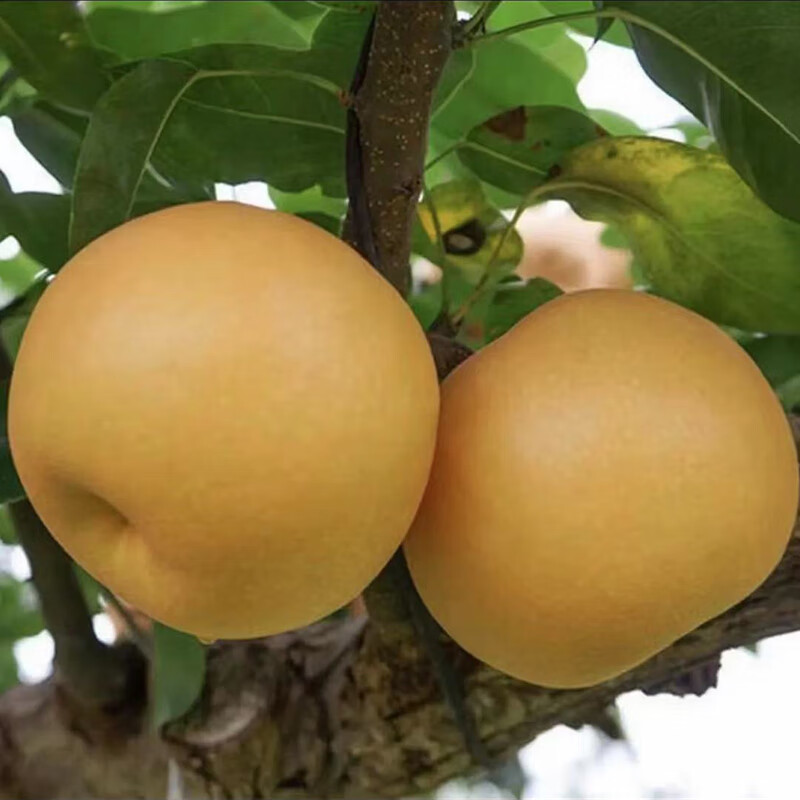 正宗秋月梨翠冠梨树山梨翠冠梨脆冠梨丰水梨子新鲜现货 10斤 6两以上