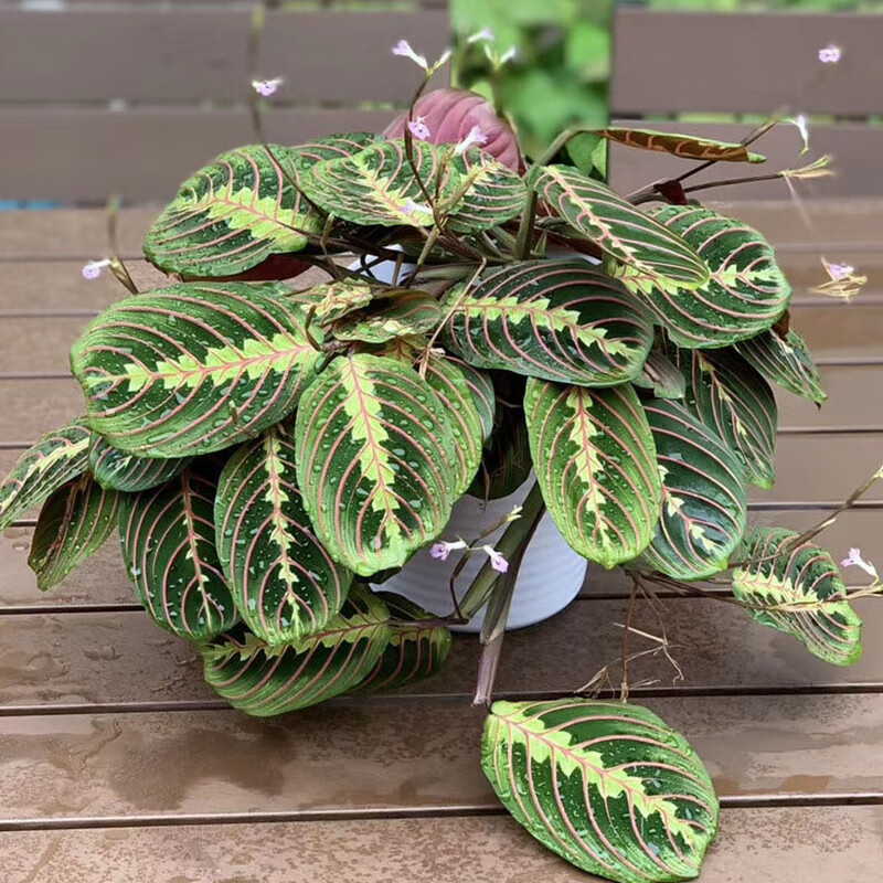 陆地ld叶蝉竹芋多种竹芋苹果翠叶猫眼双线彩虹七彩竹芋室内绿植幸运