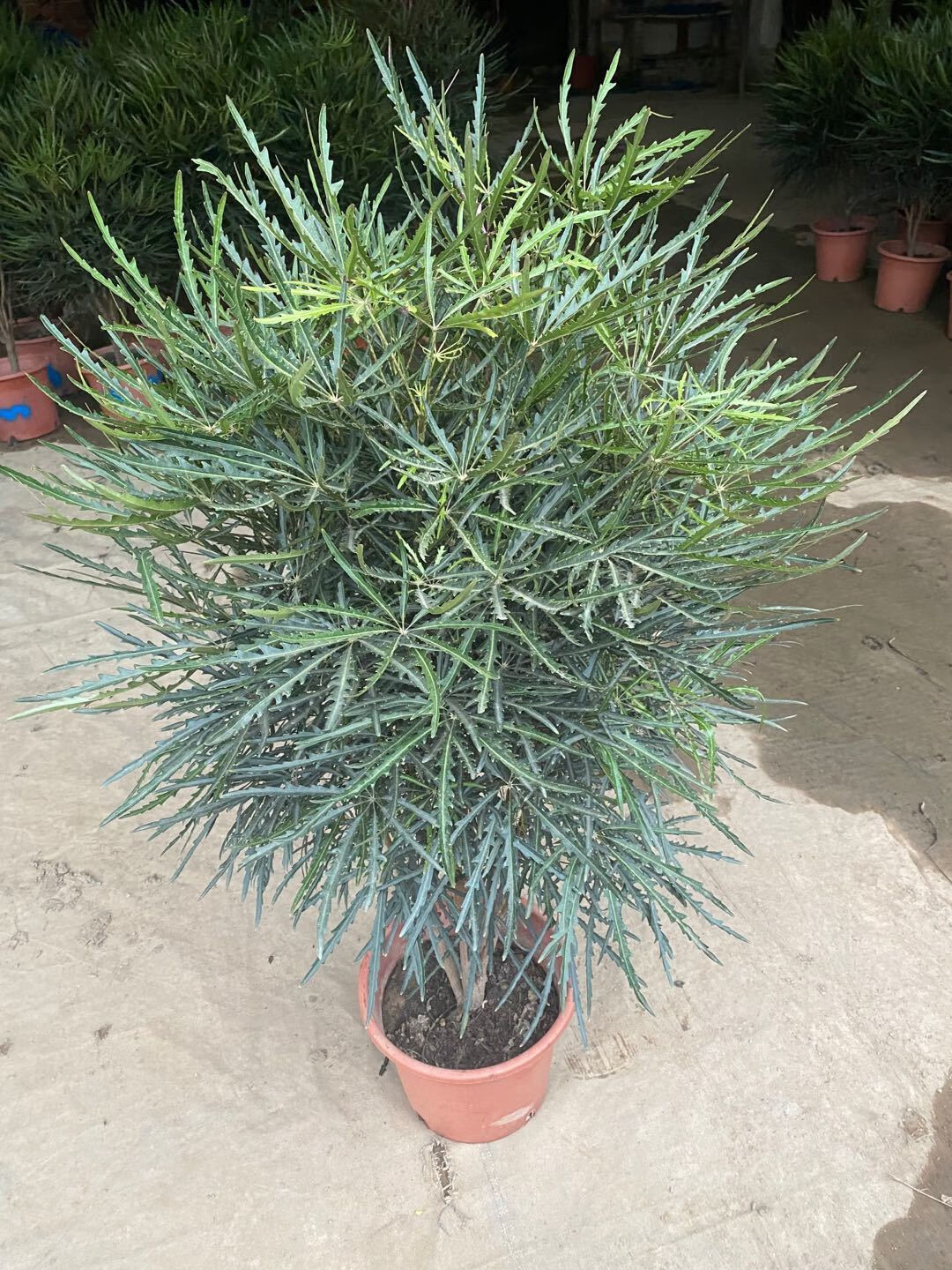 送货上门养死包赔孔雀木盆栽大型室内植物客厅办公室吸甲醛净化空气好