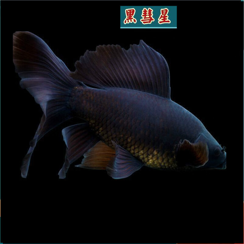 黑彗星黑草金黑锦鲤锦鲫冷水观赏鱼黑金龙凤锦鲤长短尾好养 8-10公分