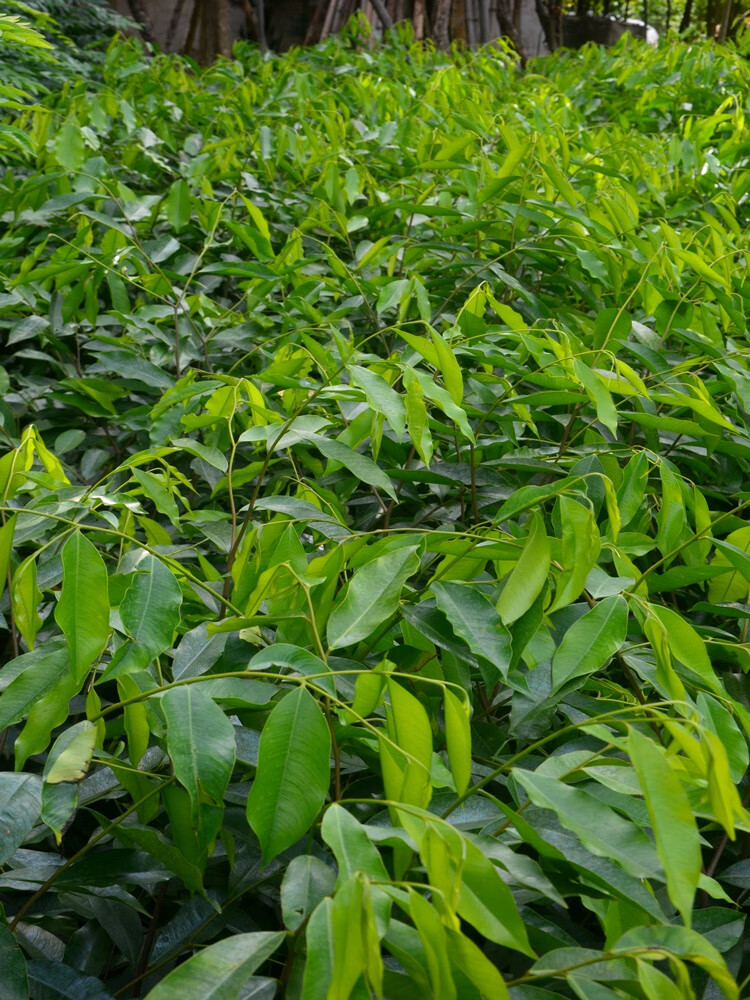 沉香木树苗名贵苗木正宗沉香树苗金丝楠木海南小叶紫檀树苗盆栽名贵