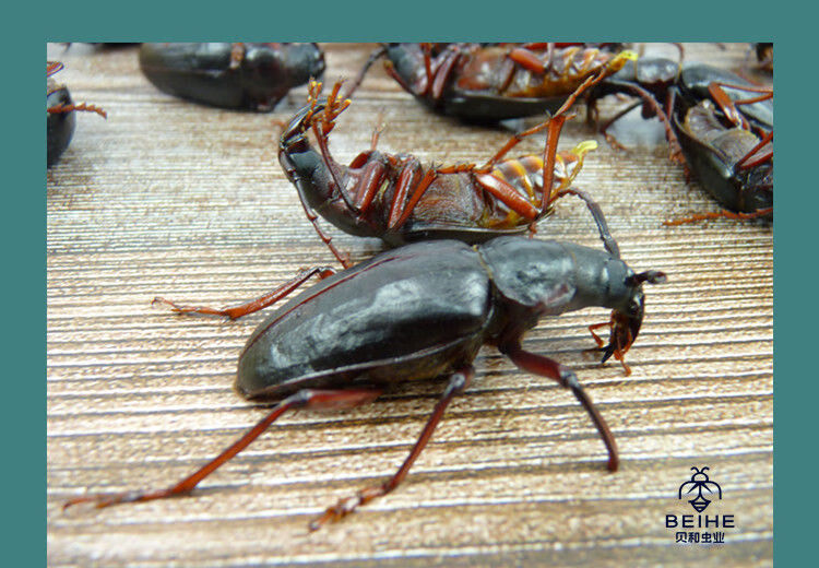 有仁堂沂蒙特产山山牛山水牛食用昆虫山虫牛公母水牛子生鲜冷冻运输