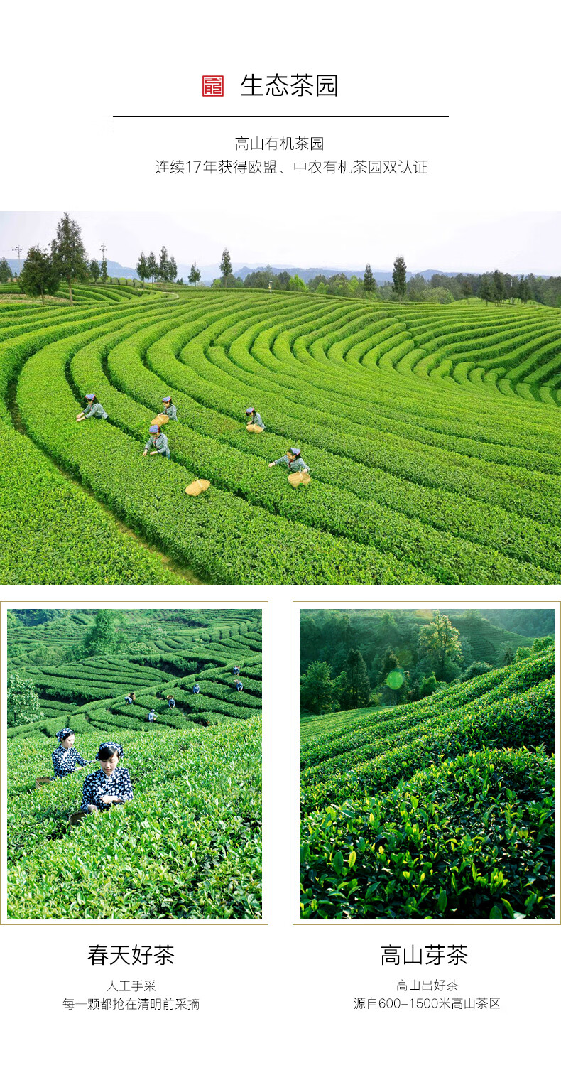 天府龍芽尊龍紅茶茶葉送禮特級四川工夫紅茶宜賓茗茶高山雲霧有機茶園