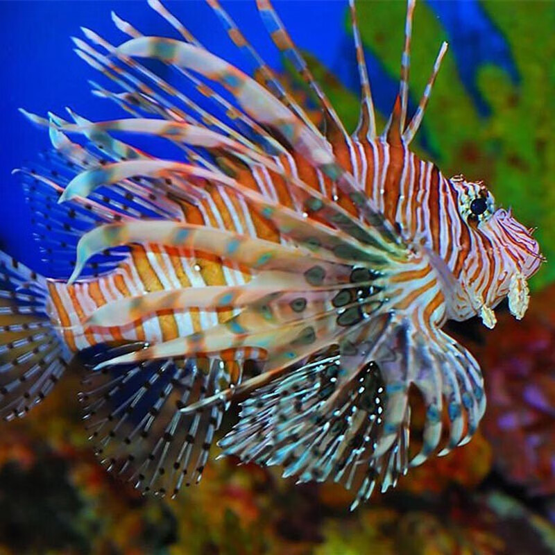 海水鱼活体活物狮子鱼长须狮子鱼海水缸珊瑚缸肉食观赏鱼运输包活-岚