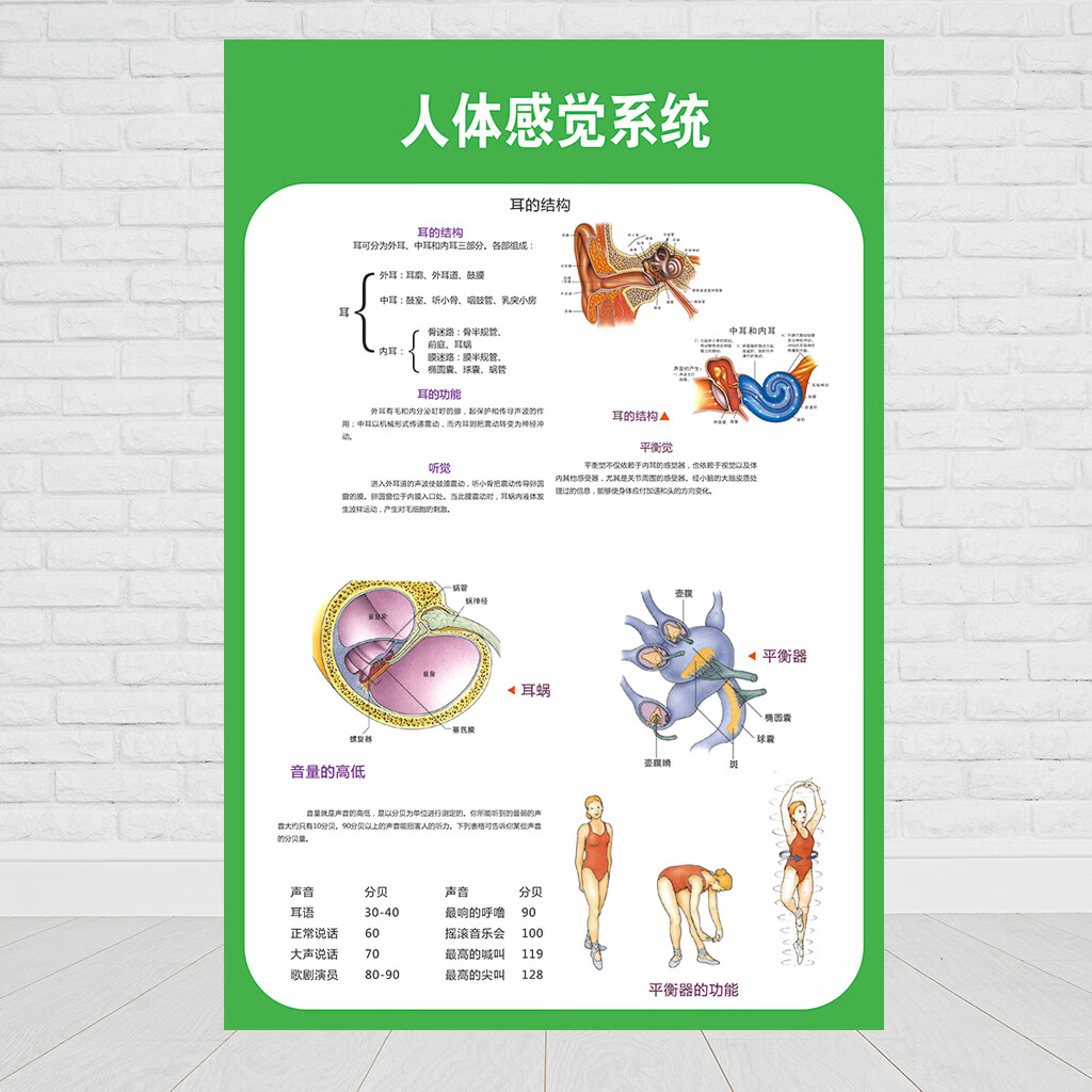 人体九大系统运动消化生殖泌尿神经解剖内脏骨骼肌肉医院医学挂图人体