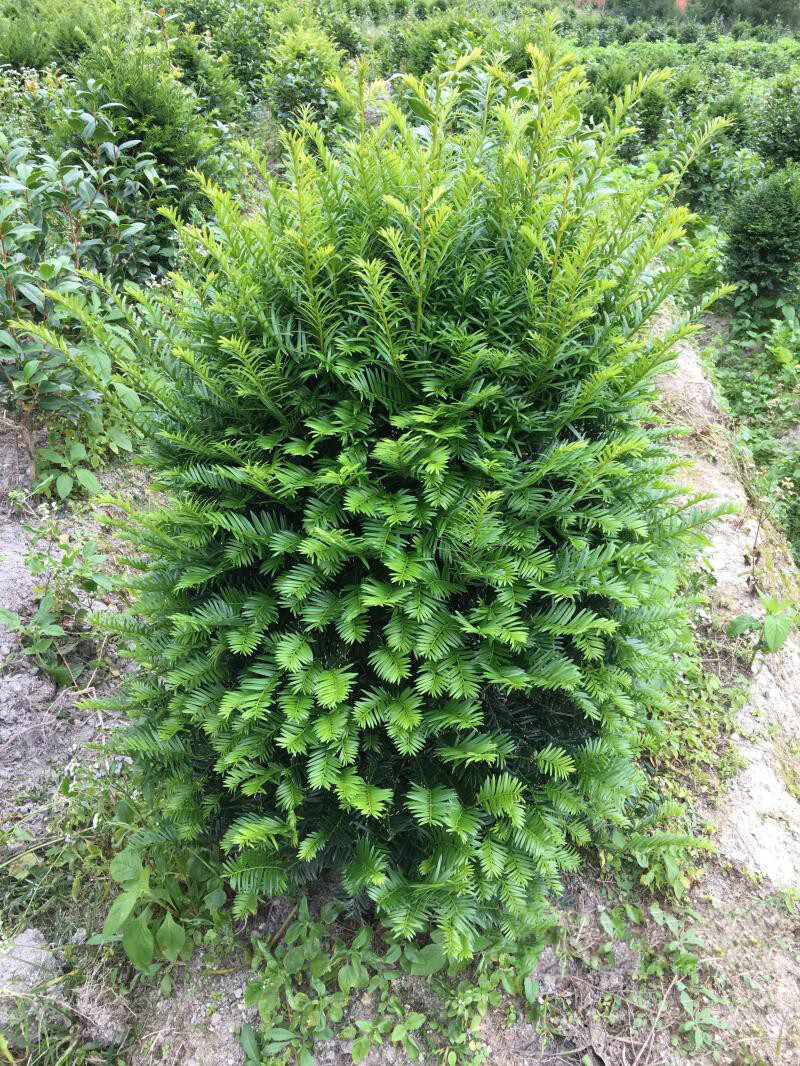 红豆杉正宗南方树苗盆栽四季常青植物公母盆景室内净化空气吸甲醛 多