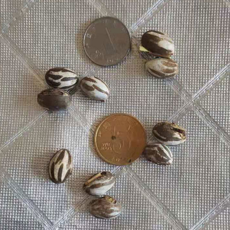 新品杨拉罐活洋辣子蛋蜜袋鼯零食20颗松鼠刺猬花枝仓鼠坦克虫80个小颗