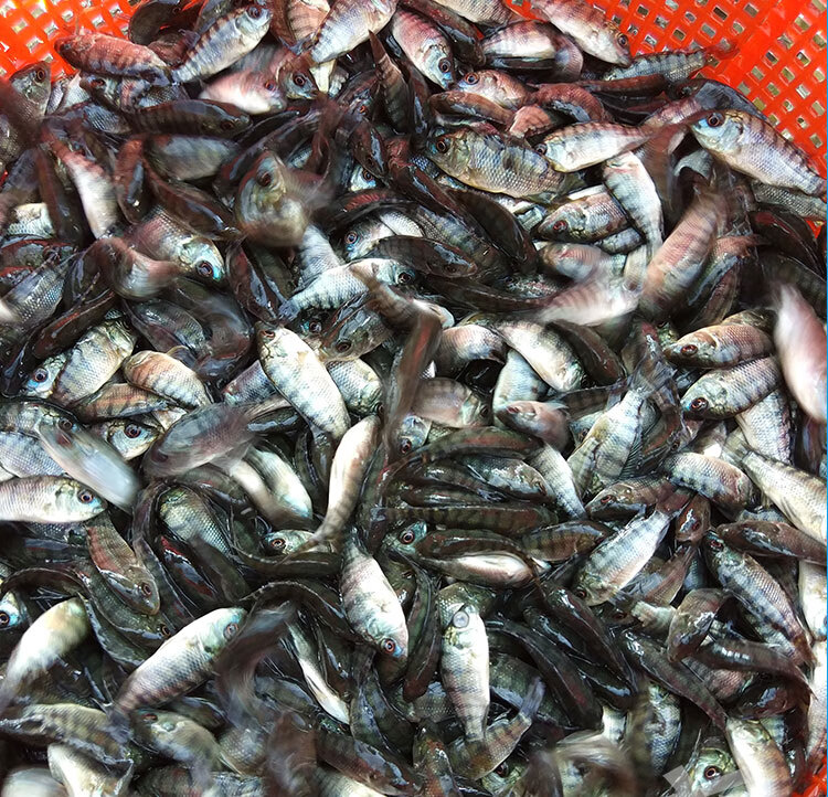 ajaj罗非鱼苗特大种脆肉新吉富全雄性罗非鱼活体淡水养殖食用单性鱼苗