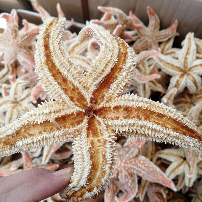伟博中药材刺棘海五星500g海盘车海星大海五星干货煲汤泡酒料50g大海