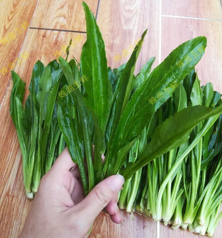 fghgh 【发货中】云南大香菜 德宏缅芫荽 刺芫荽 傣族傣味香料 新鲜