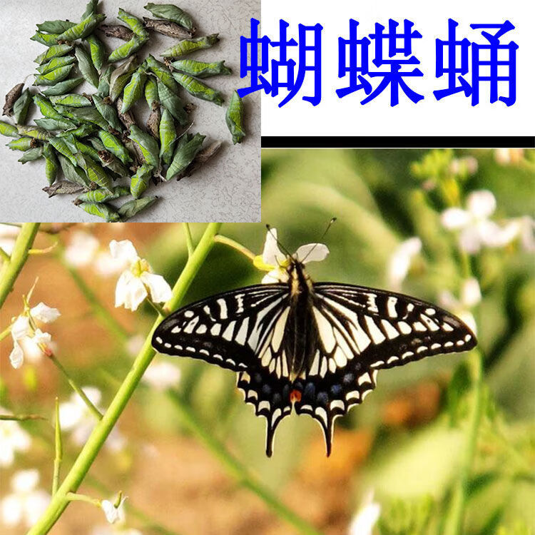 蝴蝶蛹柑橘凤蝶蛹幼虫学生科普观察活体蝴蝶笼子蝴蝶卵玉带凤蝶5只
