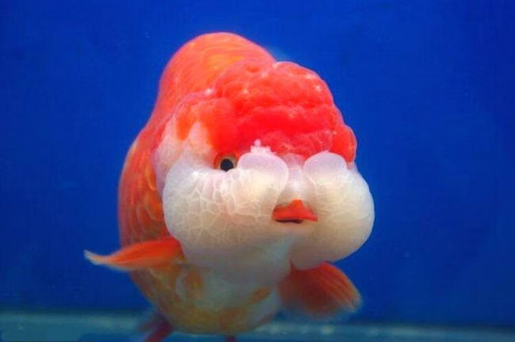 赛级兰寿金鱼活体精品观赏鱼冷淡水娃娃脸水族宠物招财鱼兰寿活鱼 11