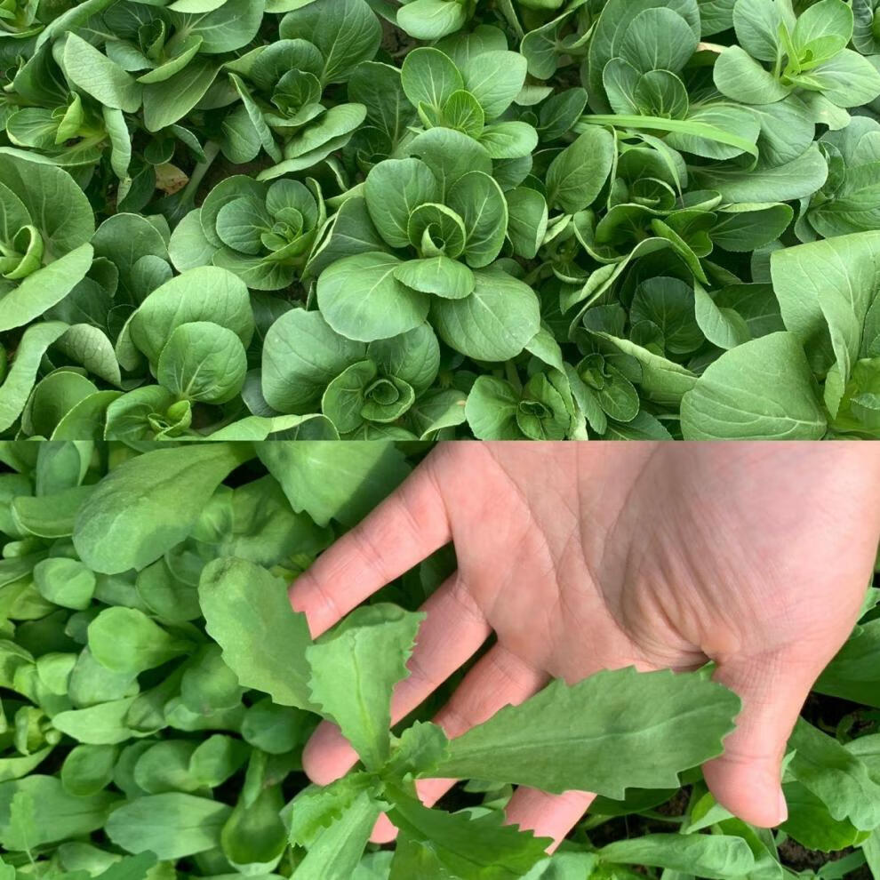 上海南汇本地青小青菜矮脚青现割现发青菜混搭可新鲜 小青菜2斤蓬蒿菜