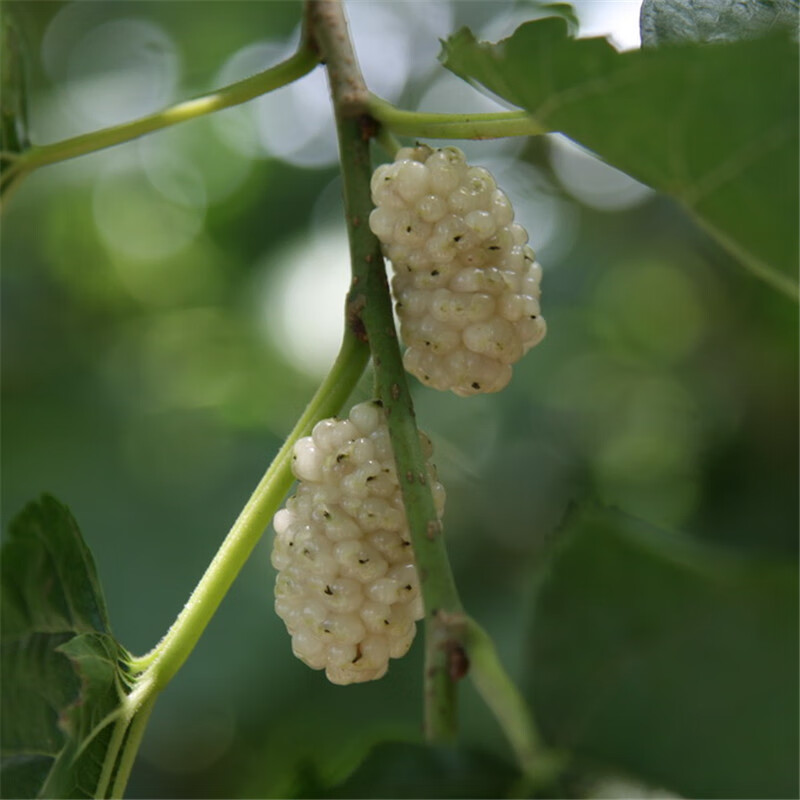 桑葚樹苗桑樹苗果桑樹苗地栽盆栽南方北方種植養蠶桑樹苗當年結果 四