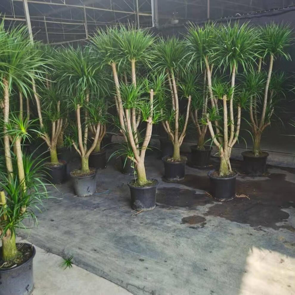 多头双层龙血树大型绿植盆栽室内客厅办公室四季好养 初石 含【水泥