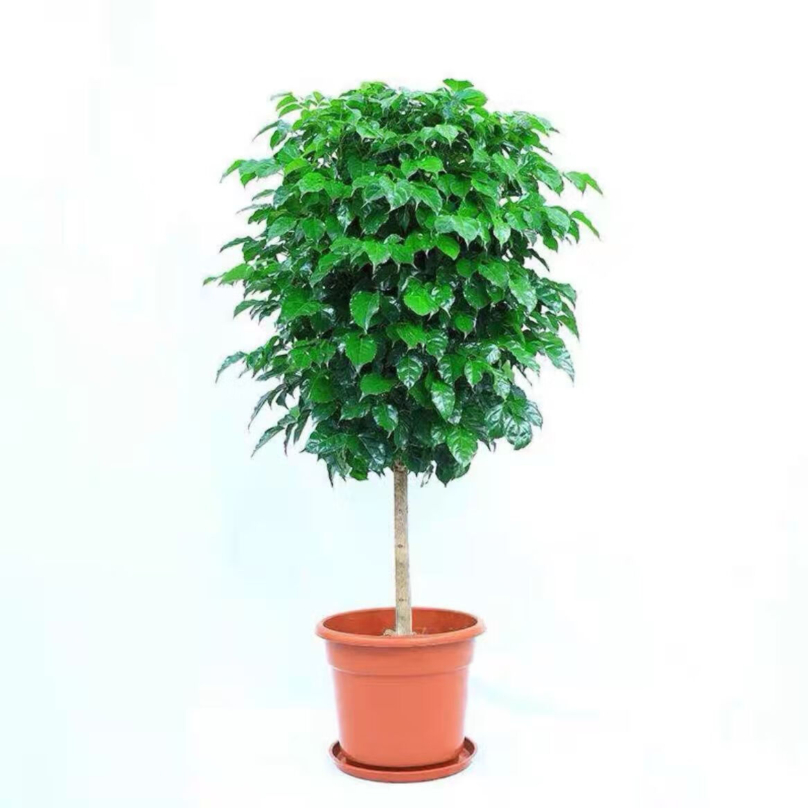 多层造型幸福树好养易活招财绿植客厅办公室室内植物绿宝 单颗50-65cm