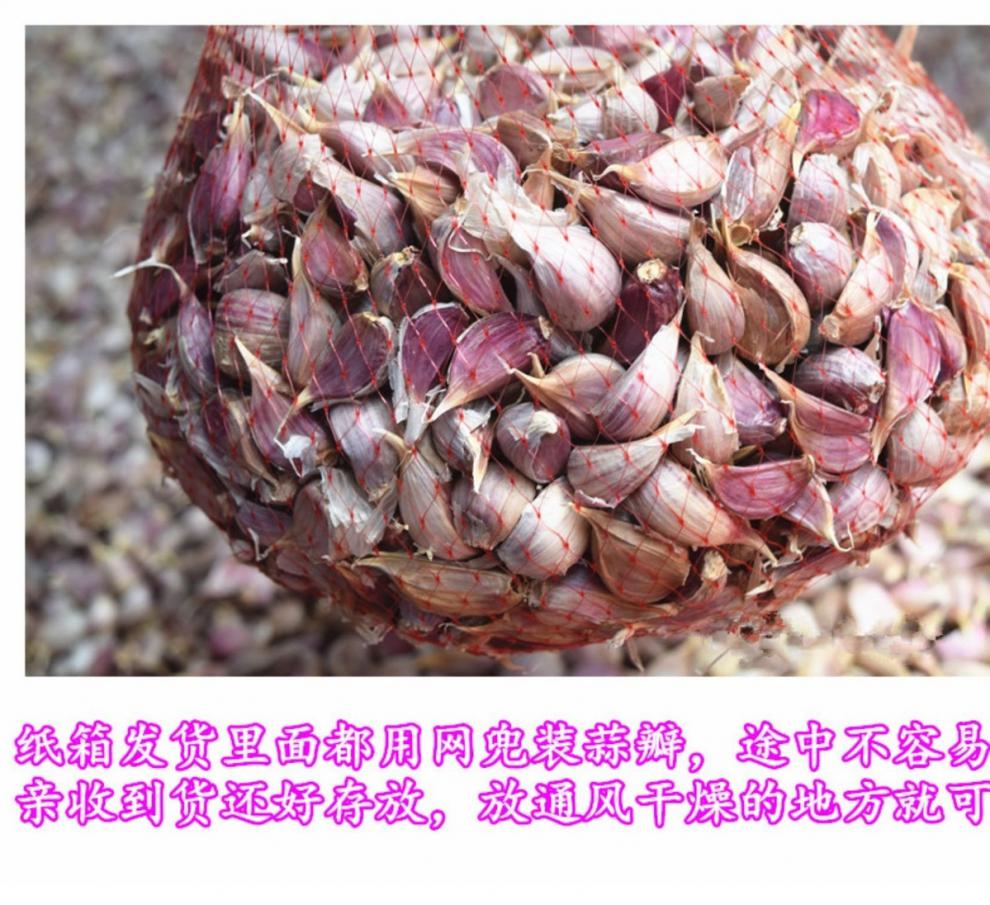 源外园大蒜头种子本地紫皮蒜种新干蒜1斤红皮蒜瓣批发10斤蒜种食用可