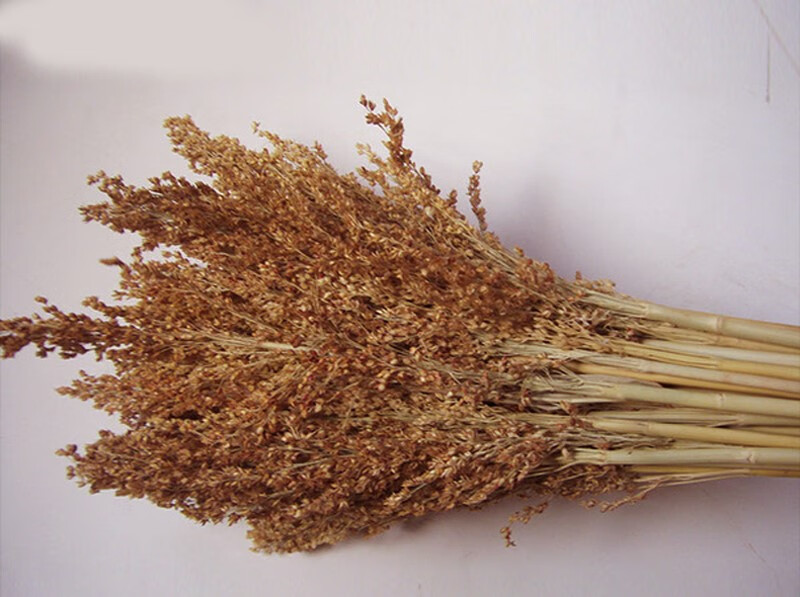 素树家居 高粱穗天然真实红高粱杆子田园农家乐装饰五谷丰登丰收节装